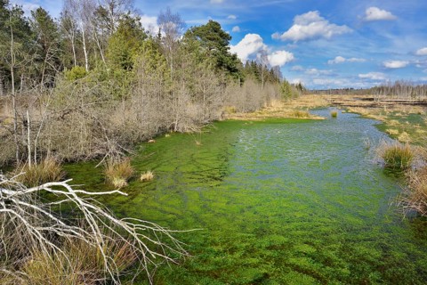 Silted moor pond with moss (Sphagum sp.) and bulrushes (Schoenoplectus lactustris)