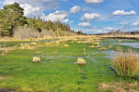 Silted moor pond with moss (Sphagum sp.) and bulrushes (Schoenoplectus lactustris)