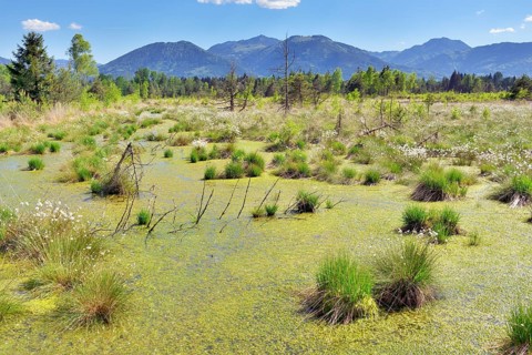 Tussock cottongrass (Eriophorum vaginatum) in moorland pond with dead pines and peat moss (Spagunm sp.)