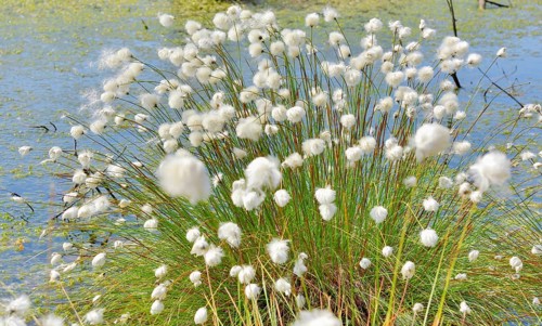 tussock cottongrass (Eriophorum vaginatum)