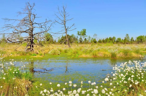 Dead pines (Pinus sylvestris) and tussock cottongrass (Eriophorum vaginatum) in wet bog with peat moss (Sphagum sp.)