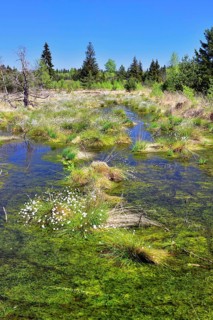 Tussock cottongrass (Eriophorum vaginatum) in moorland ponds