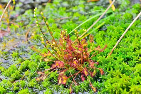 Oblong-leaved sundew (Drosera intermedia) on moss