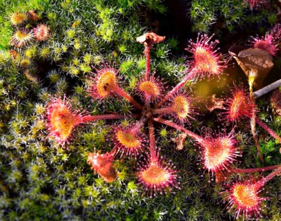 Oblong-leaved sundew (Drosera rotundifolia) on moss in a moor near Raubling