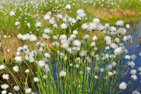 Flowering hare's-tail cottongrass (Eriophorum vaginatum) in moorland