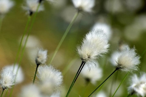 Flowering hare's-tail cottongrass (Eriophorum vaginatum) in moorland