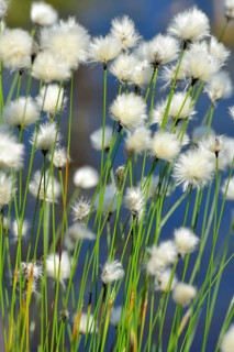 Flowering hare's-tail cottongrass (Eriophorum vaginatum) in moorland