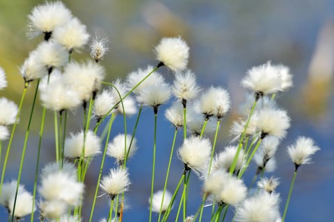 Flowering hare's-tail cottongrass (Eriophorum vaginatum) in moorland