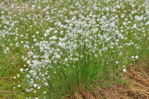 Flowering hare's-tail cottongrass (Eriophorum vaginatum) in moorland
