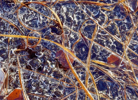 Frozen blades of grass and leaves in ice
