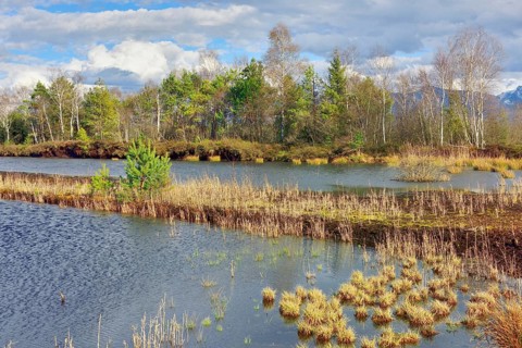 Moor landscape