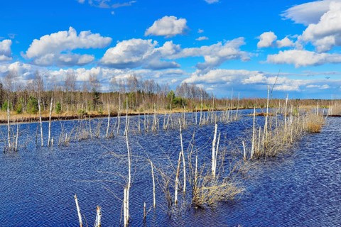 Flooded peat extraction area with dead birch trees (Betula Pubescens) in cloudy sky