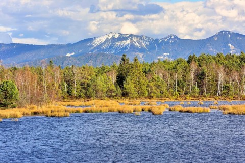 Moor landscape