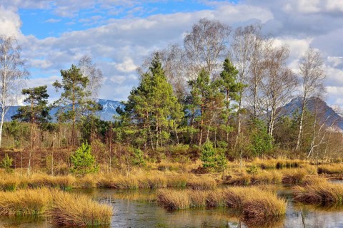 Moor landscape