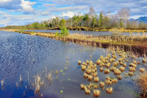 Flooded peat extraction areas with Common reed (Phragmites australis) and birches (Betula Pubescens)