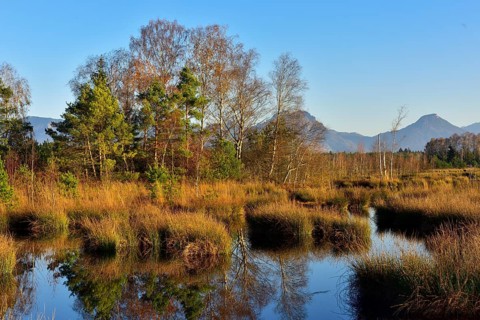 Pines (Pinus sylvestris) and birches (Betula pubescens) on moor pond with Common Club-rushes (Schoenoplectus lacustris)