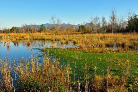 Moor pond with peat moss (Sphagnum sp.)
