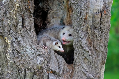 Virginia Opossum (Didelphis virginiana)