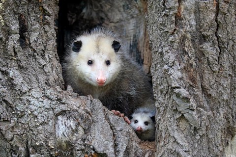 Virginia Opossum (Didelphis virginiana)