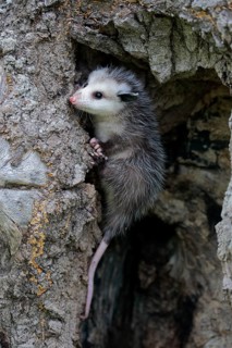 Virginia Opossum (Didelphis virginiana)