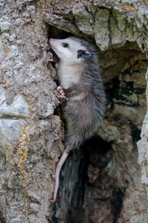 Virginia Opossum (Didelphis virginiana)
