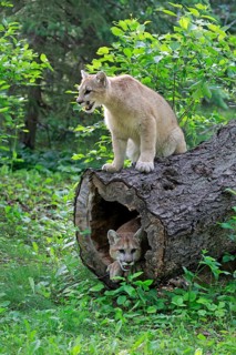 Two cougars (Puma concolor)
