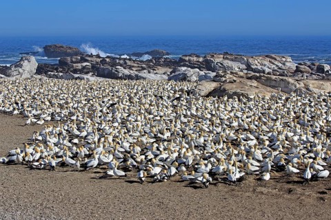 Cape Gannet (Morus capensis)