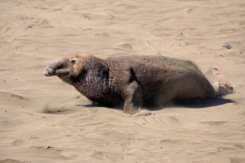 Northern Elephant Seal (Mirounga angustirostris)