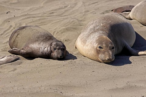 Northern Elephant Seals (Mirounga angustirostris)