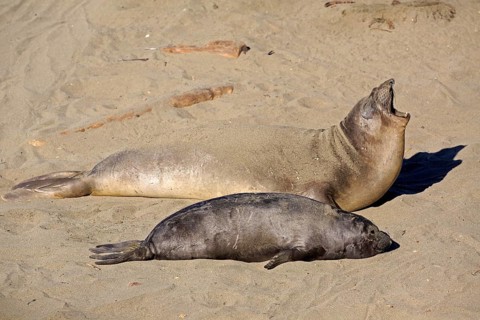 Northern Elephant Seals (Mirounga angustirostris)