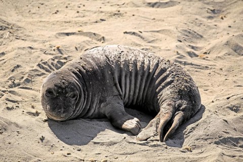 Northern Elephant Seal (Mirounga angustirostris)