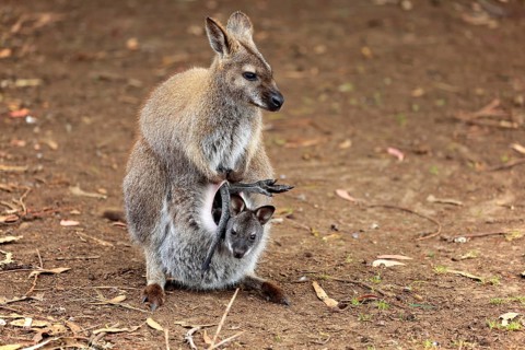 Red-necked wallabies (Macropus rufogriseus)