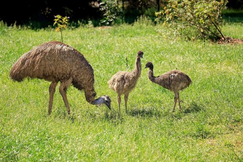 Emu (Dromaius novaehollandiae)