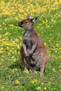 Western gray kangaroo (Macropus fuliginosus fuliginosus)