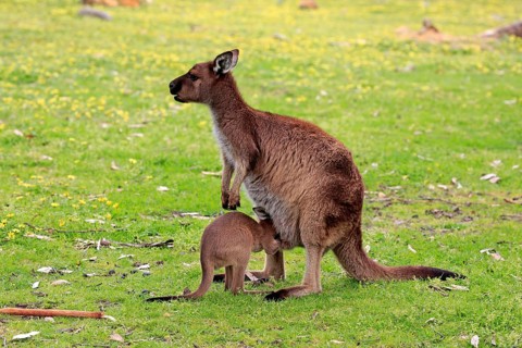 Western gray kangaroo (Macropus fuliginosus fuliginosus)