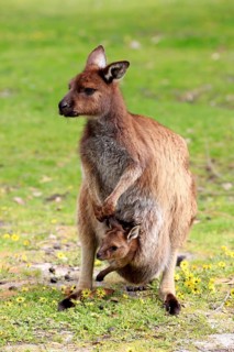 Western gray kangaroo (Macropus fuliginosus fuliginosus)