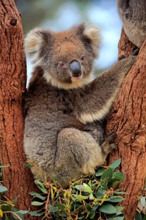 Koala (Phascolarctos cinereus)