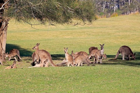 Eastern grey kangaroo (Macropus giganteus)