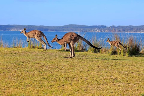Eastern grey kangaroos (Macropus giganteus)