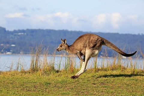 Eastern grey kangaroo (Macropus giganteus)