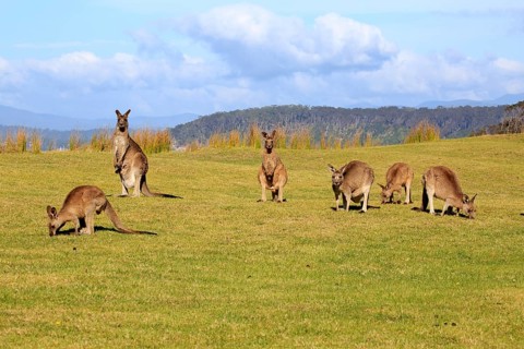 Eastern grey kangaroos (Macropus giganteus)