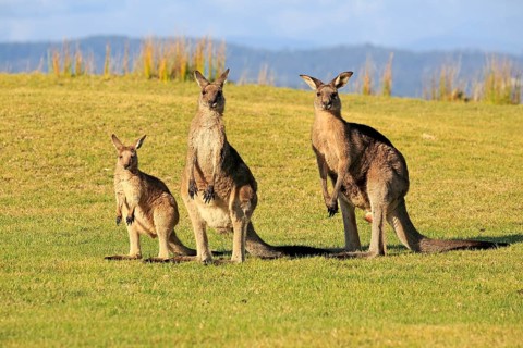 Eastern grey kangaroos (Macropus giganteus)