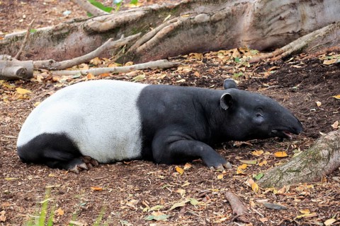 Malayan tapir (Tapirus indicus)