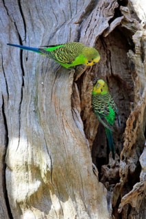 Budgies (Melopsittacus undulatus)