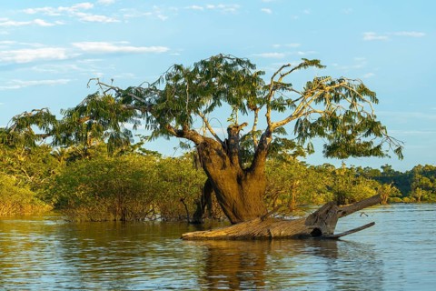 Tree (Macrolobium acaciifolium) in Laguna Grande
