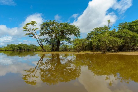 Rainforest vegetation reflected in Laguna Grande