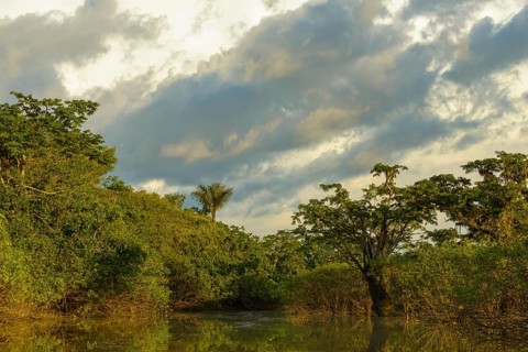 Rainforest vegetation