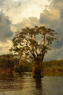 Tree (Macrolobium acaciifolium) in Laguna Grande