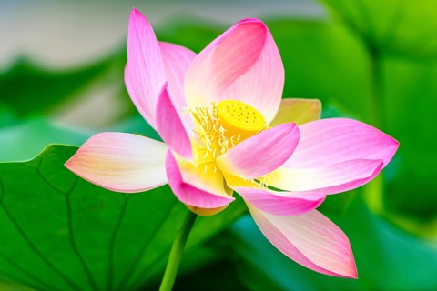 Indian Lotus (Nelumbo nucifera