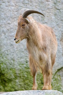Barbary sheep (Ammotragus lervia)